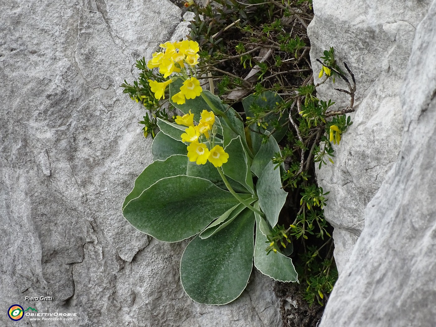 30 Primula orecchia d'orso (Primula auricula) sulle rocce del Canalino dei sassi.JPG